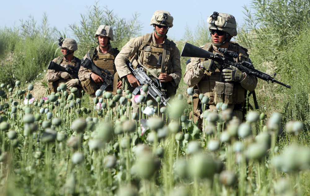 The Taliban Decimate Opium Production In Afghanistan – Whilst NATO Soldiers Protected Poppy Farms and Paedophiles During Occupation